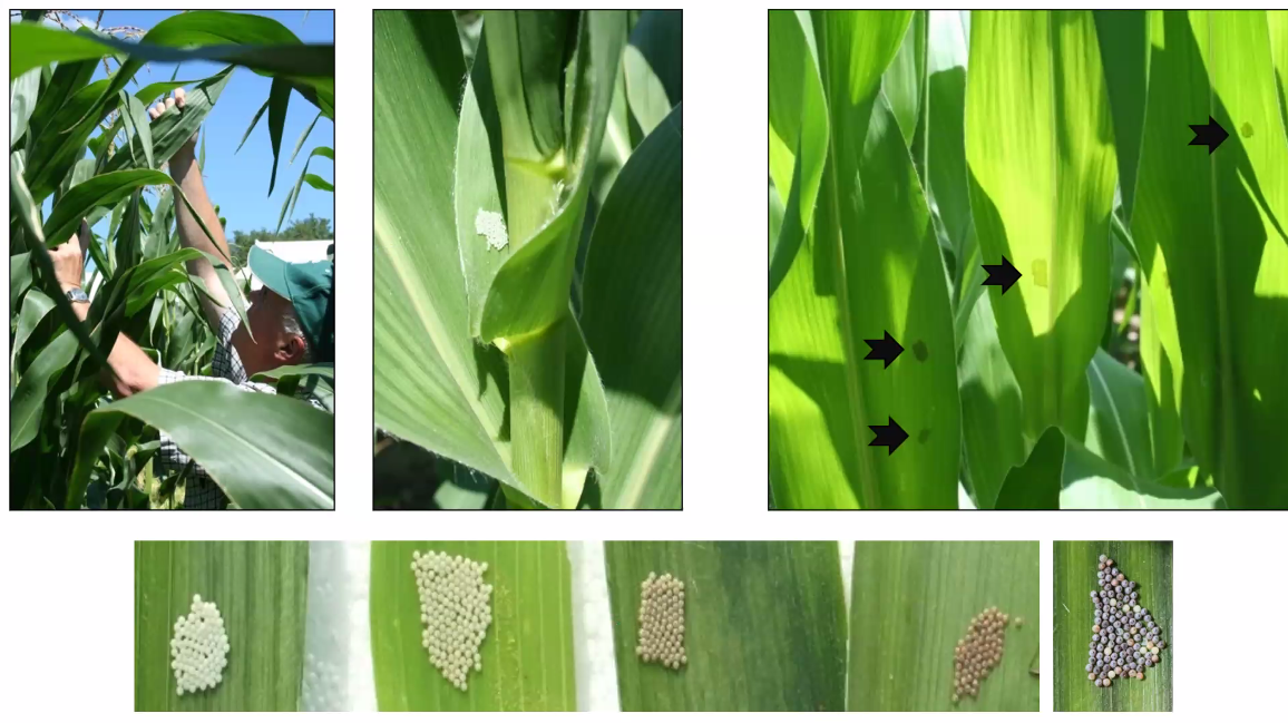 What to look for when scouting for western bean cutworm egg masses in corn.